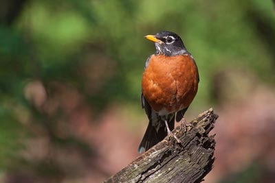 Bird watching in Pennsylvania Robin sitting on a broken branch