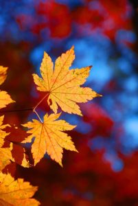 Colorful fall foliage