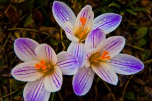 Purple flower blossoms