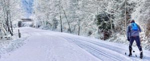 A cross-country skier in a snowy forest landscape